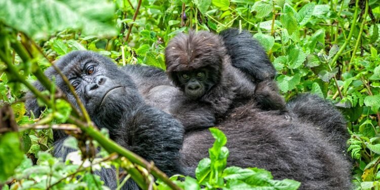 Africa’s fastest-growing travel destination earns $161 million from foreign visitors in 90 days