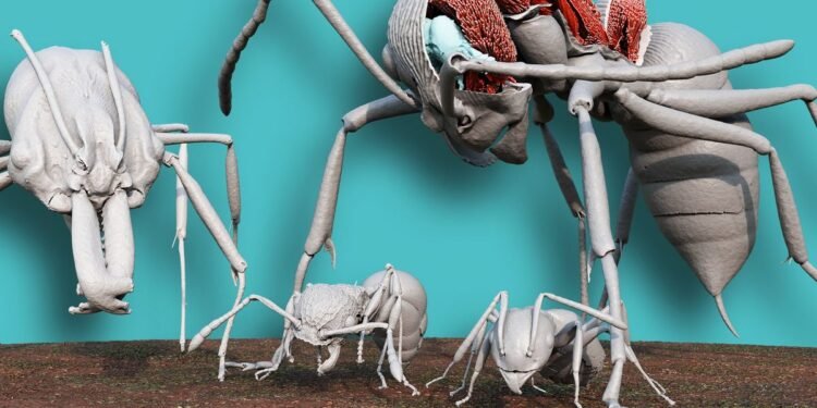 Antscan’s 3D Scanning Reveals Ant Anatomy