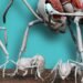 Antscan’s 3D Scanning Reveals Ant Anatomy