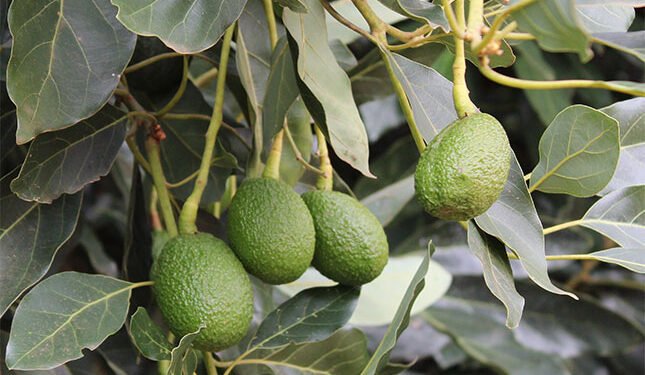 Bigger avocado harvest forecast amid challenging export season