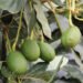 Bigger avocado harvest forecast amid challenging export season