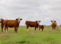 Breeding functional cattle for real-world conditions