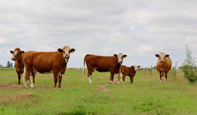 Breeding functional cattle for real-world conditions