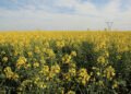 Canola producers urged not to plant farm-saved seed