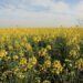 Canola producers urged not to plant farm-saved seed