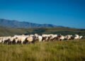 Charolais prove their tenacity in the Eastern Cape Highlands
