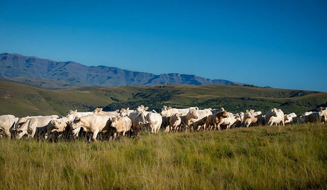 Charolais prove their tenacity in the Eastern Cape Highlands