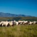 Charolais prove their tenacity in the Eastern Cape Highlands