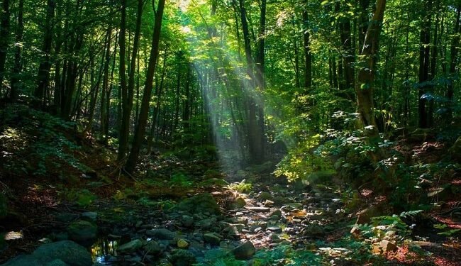 Climate change, forest systems and agricultural futures: Emerging research insights – EnviroNews