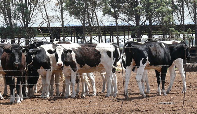 Confusion, cost and coordination failures cloud FMD vaccine rollout