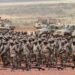 Debunking the SANDF overstaffing myth: Underfunding, not excess personnel