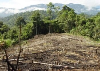 Deforestation and forest governance: Rethinking policy, participation, sustainability – EnviroNews