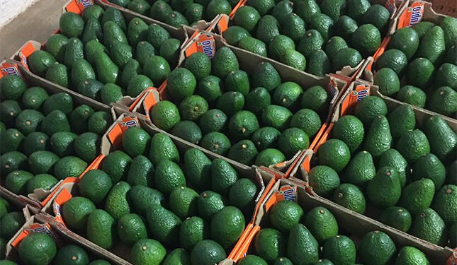 Dole and Mahela form partnership to boost Limpopo packhouse