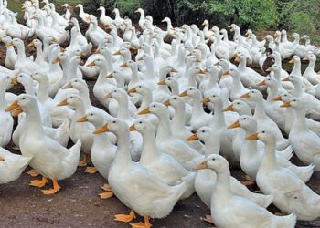 Duck farm takes flight with free-range Pekins
