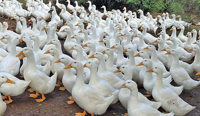 Duck farm takes flight with free-range Pekins