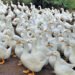 Duck farm takes flight with free-range Pekins