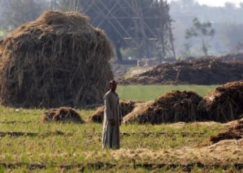 Egypt nears completion of $404mln MDF plant in Beheira