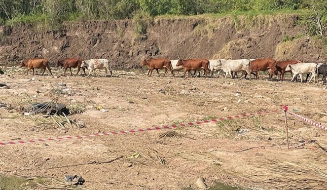 FMD, Middle East conflict contribute to decline in agribusiness confidence