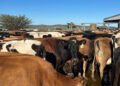 FMD vaccinations begin in Eastern Cape, industry flags supply concerns