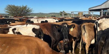 FMD vaccinations begin in Eastern Cape, industry flags supply concerns