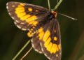 Farmer secures SA’s first butterfly conservation servitude