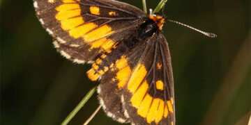 Farmer secures SA’s first butterfly conservation servitude