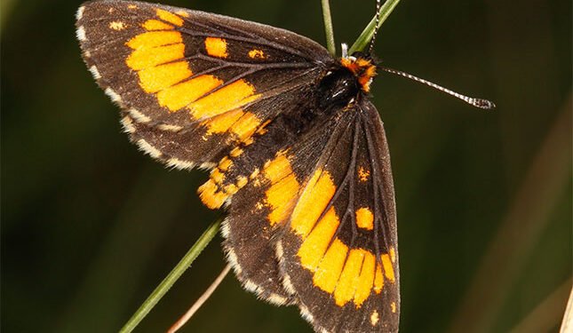 Farmer secures SA’s first butterfly conservation servitude