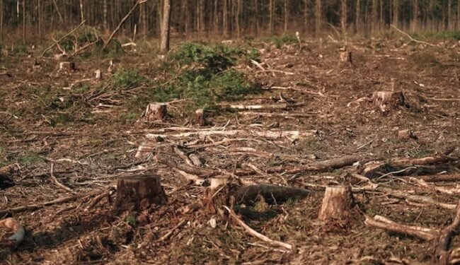 Forest damage in Europe to rise by around 20% by 2100 – Study – EnviroNews