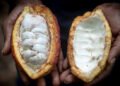 Ghana’s ageing cocoa farmers are caught in a price trap