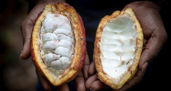 Ghana’s ageing cocoa farmers are caught in a price trap