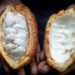 Ghana’s ageing cocoa farmers are caught in a price trap