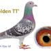 Golden TT shows the value of a world-class female racing pigeon