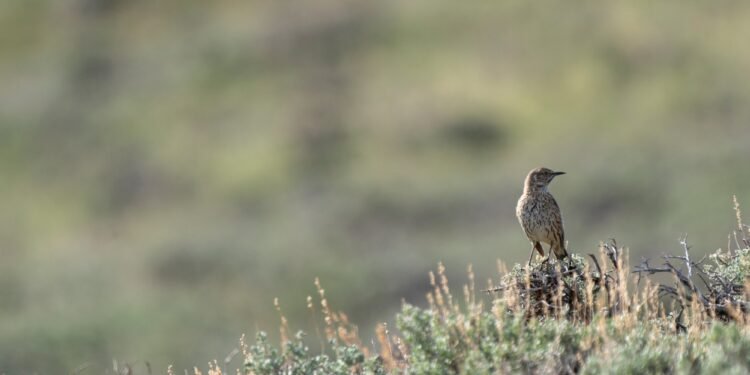 How Trump’s oil-and-gas agenda threatens critical Wyoming wildlife habitat