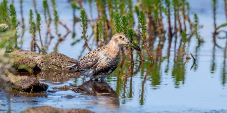 How federal cuts are reshaping Alaska’s communities, research and species management