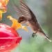 It’s Peak Season for Bird-Watchers to Spot Migratory Hummingbirds, and Our Favorite Feeder Is on Sale