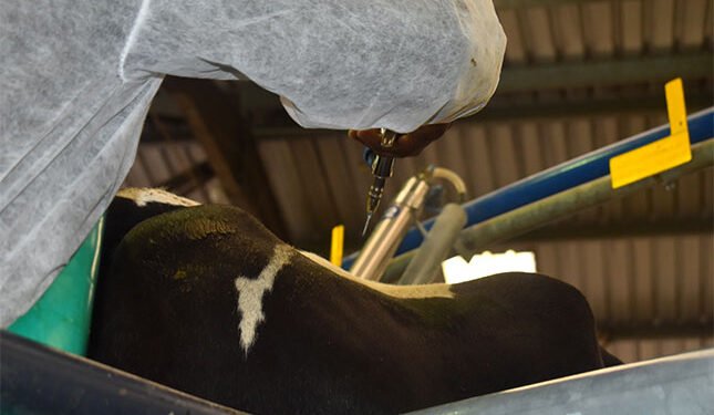 KZN dairy farmers question Steenhuisen over FMD response