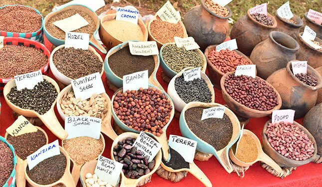 Kenyan farmers granted reprieve in seed-saving dispute