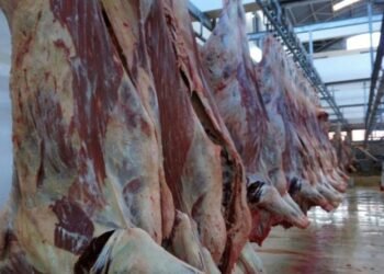 Kenya’s $2.3 million weekly meat trade crashes amid conflict in the Middle East