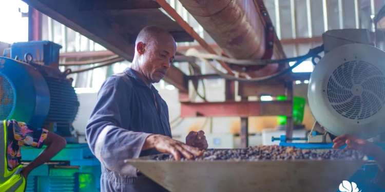 Meet the founders who raised over $10 million from palm processing and the waste it leaves behind