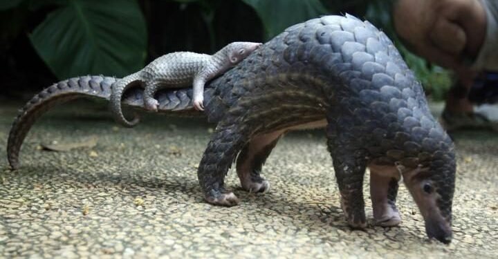 NESREA receives pangolins in Kano, Akwa Ibom – EnviroNews