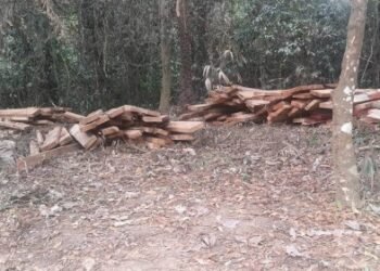 New Ekuri, firm reach truce over logging, sign N15m compensation, restoration pact – EnviroNews
