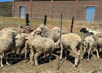 Qhimirha Village mohair farmers receive infrastructure, machinery boost