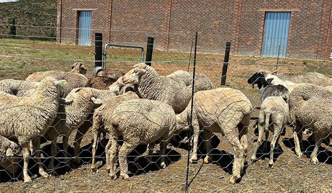 Qhimirha Village mohair farmers receive infrastructure, machinery boost