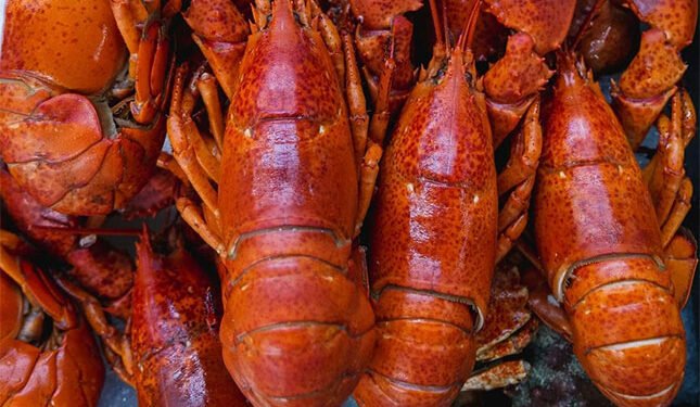 R2,8m boost for lobster co-ops in Port St Johns