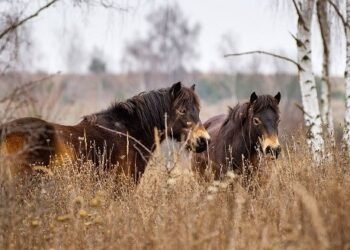 Reserve for wild horses established in Sumava Mountains, near borders with Germany and Austria – EnviroNews