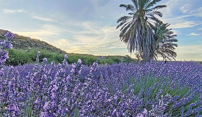 SA’s essential oils step into global spotlight