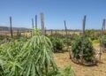 South Africa’s hemp sector tipped to generate $2.5 billion by 2040