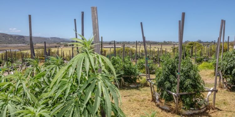 South Africa’s hemp sector tipped to generate $2.5 billion by 2040