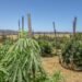 South Africa’s hemp sector tipped to generate $2.5 billion by 2040