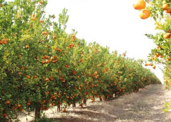 South Africa’s record agri exports mask a growing vulnerability